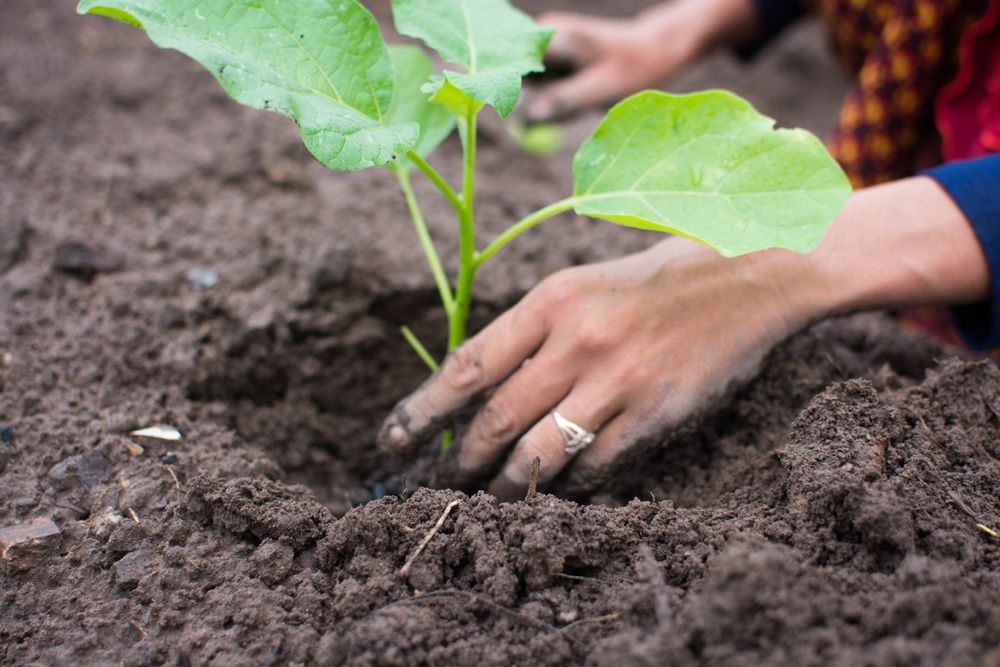 Person's hand putting a plant into soil
