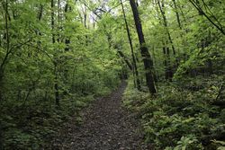 Trail to the Joyce Estate in Bovey, Minnesota
