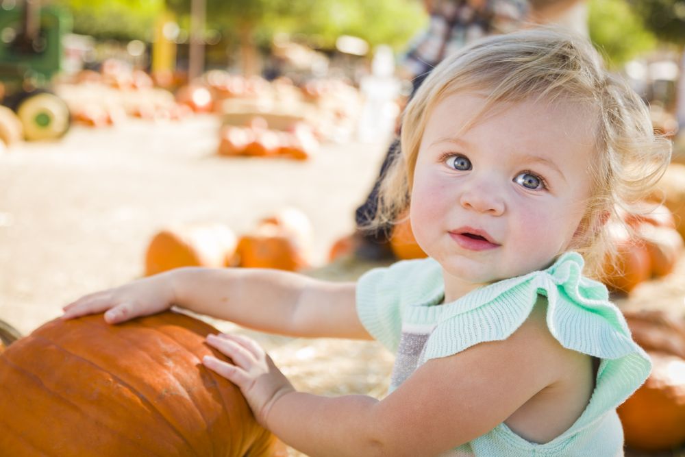 Adorable Baby Girl Having Fun at the Pumpkin Patch.
