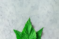 Nettle leaves arranged on marble background