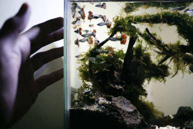 Person’s hand reaching for corner of aquarium with many colorful guppy fish
