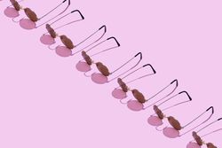 Row of sunglasses