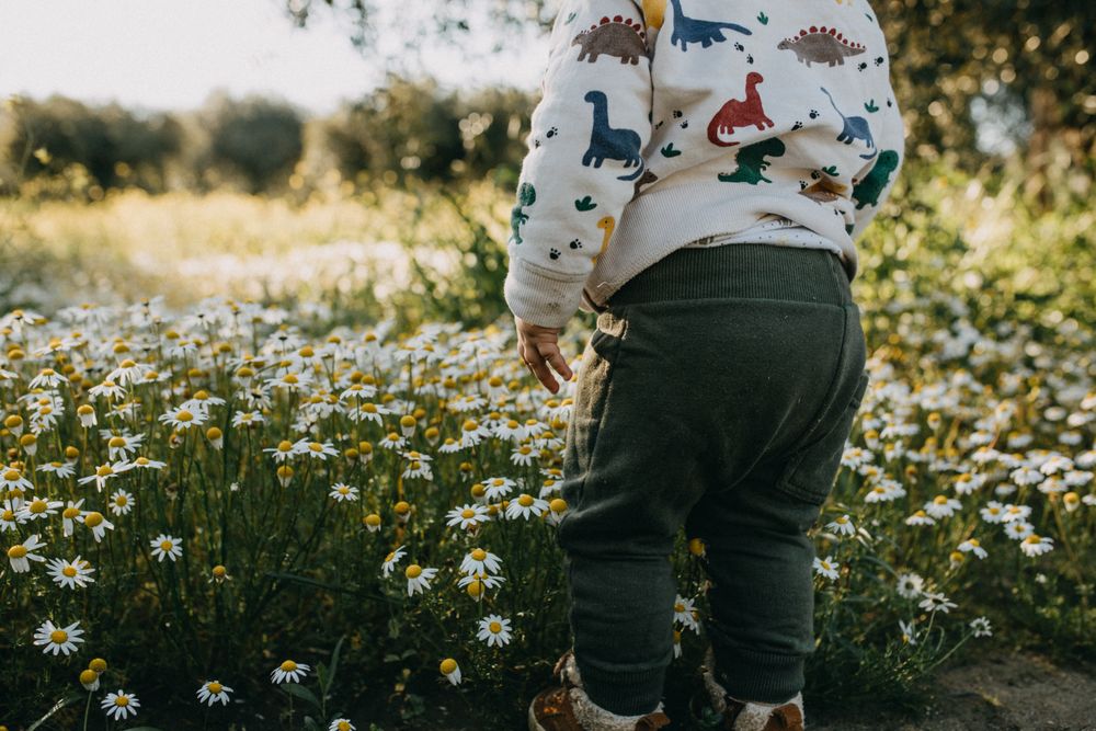 Young boy approaching daisy field