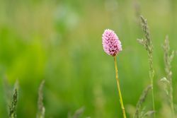 Pink wildflower in lush green meadow.