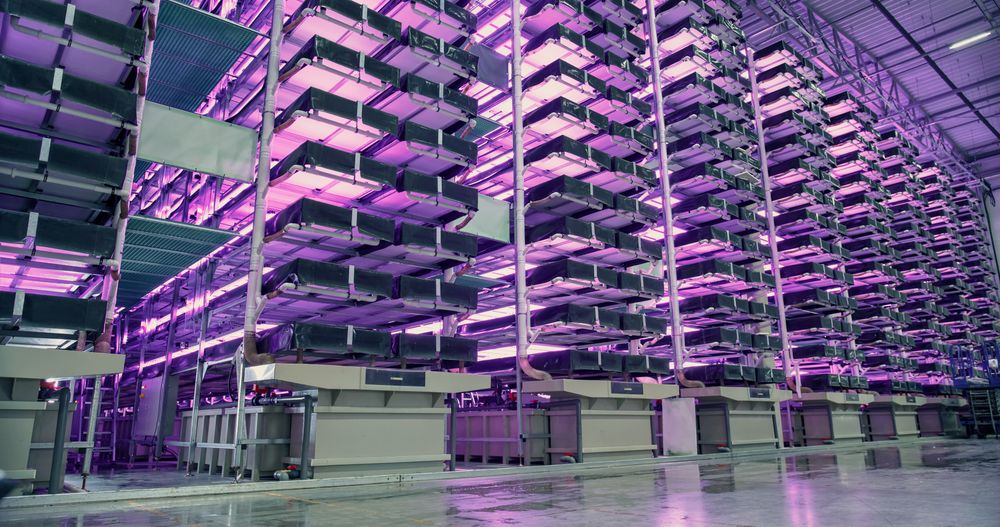 Vertical Farming Concept. Racks with Vertically Stacked Layers of Green Crops Growing in a Hydroponics System. Modern Agriculture Technology with Sustainable and Efficient Use of Energy And UV Lapms.