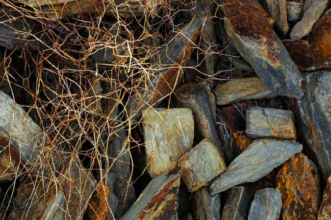 Texture of natural lichen on tree bark