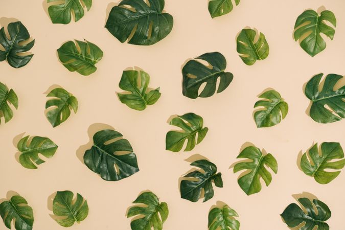Monstera leaves arranged in a pattern on sand colored background