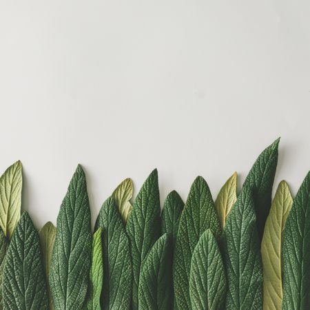 Green leaves in row on light background