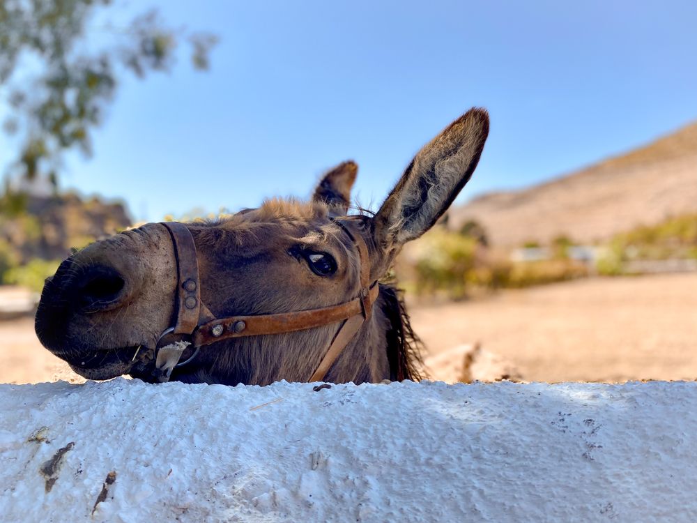 Donkey sanctuary of Meloi