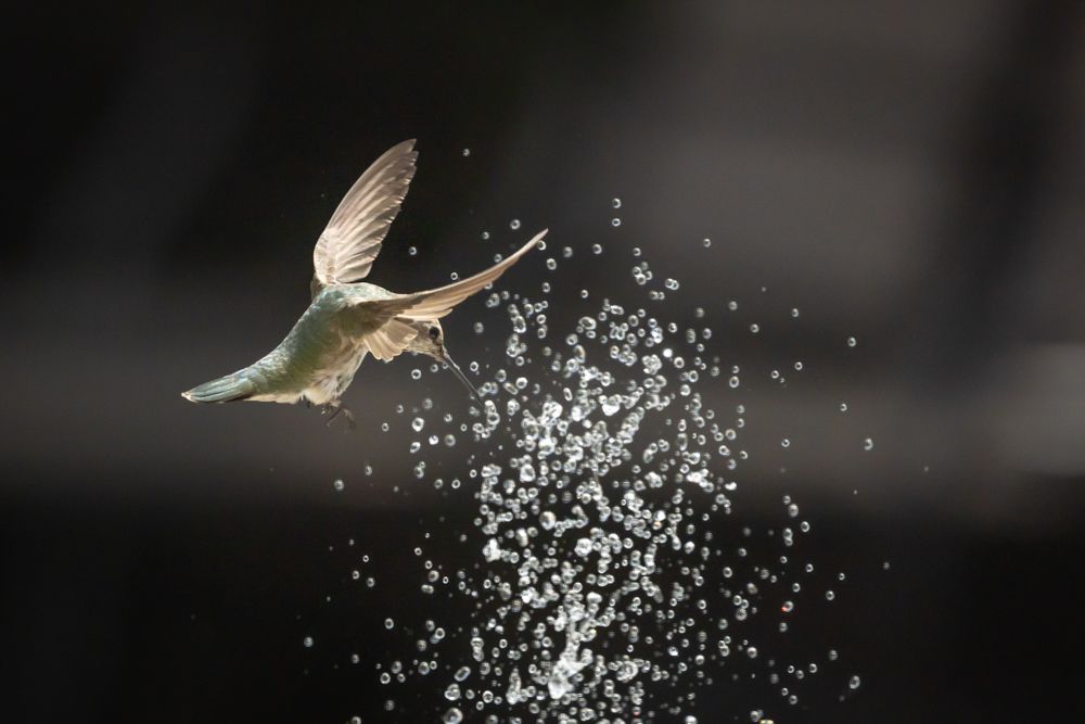 Hummingbird in Flight