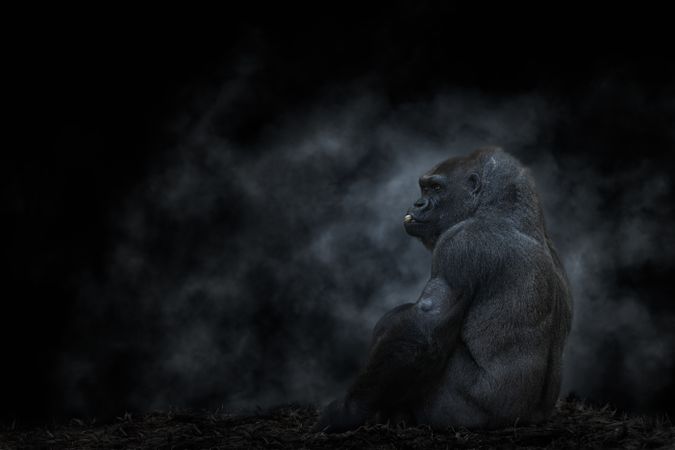 Silver back mountain gorilla eating nut