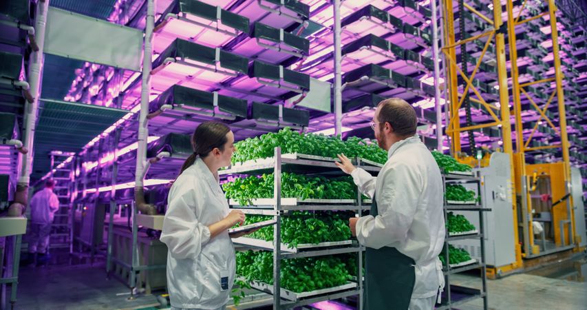 Agricultural Engineer and Female Scientist Discussing Basil Leaves Quality on Vertical Farm With Neon Led Lights. Gardening Expert Providing Technical Advice for Growing Sustainable Green Produce.