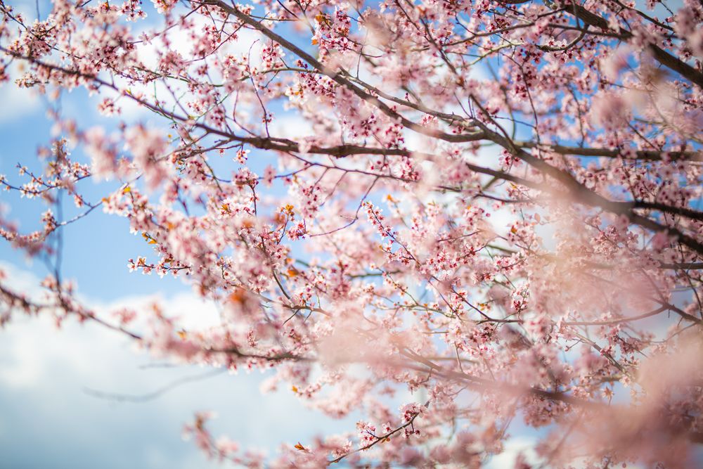 Cherry blossoms with selective focus