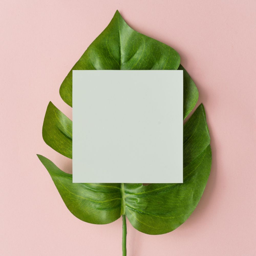 Monstera leaf on pastel pink background with paper card note