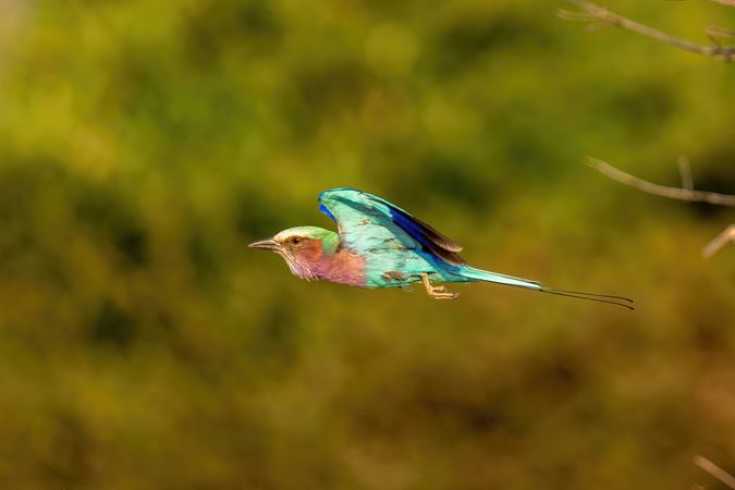 Lilac-breasted roller flies along with wings tucked