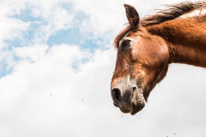 from below view of crop brown horse head in a cloudy background