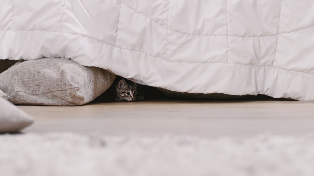Shot of a Cute Gray with Stripes Kitten Hides Under Bed.