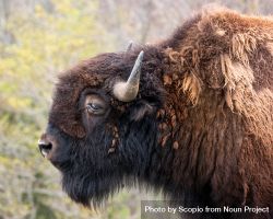 Profile of brown bison bDGxp4