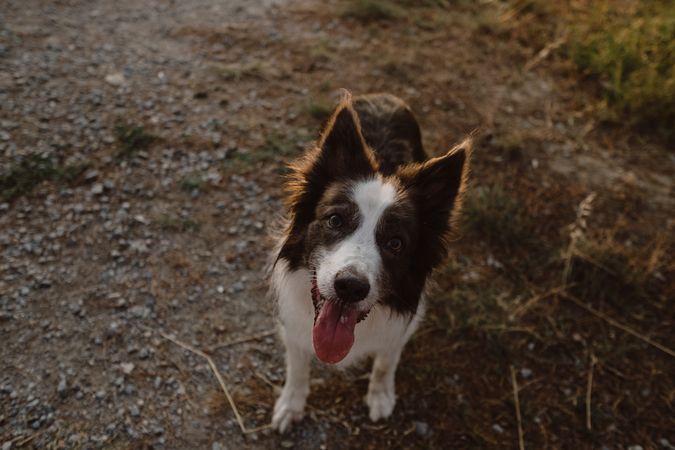 Border Collie dog standing on round metallic pedestal in countryside