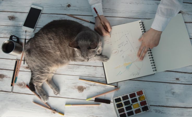 Person drawing infographics on notebook while cat sleeping