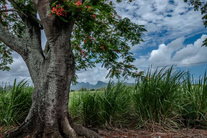 Field with long grass and thick tree on cloudy day with blue sky