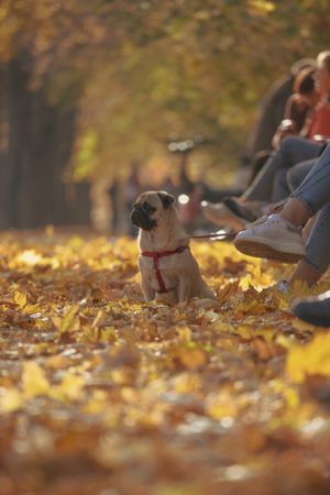 Pug sitting on yellow tree leaves beside people t the park