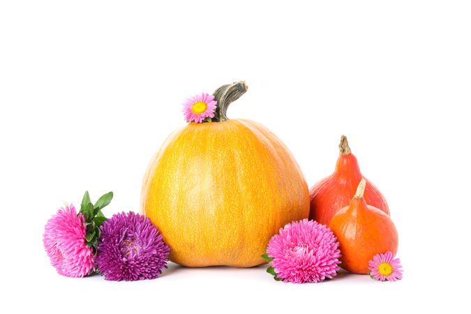 Pumpkins and chrysanthemum isolated on blank background