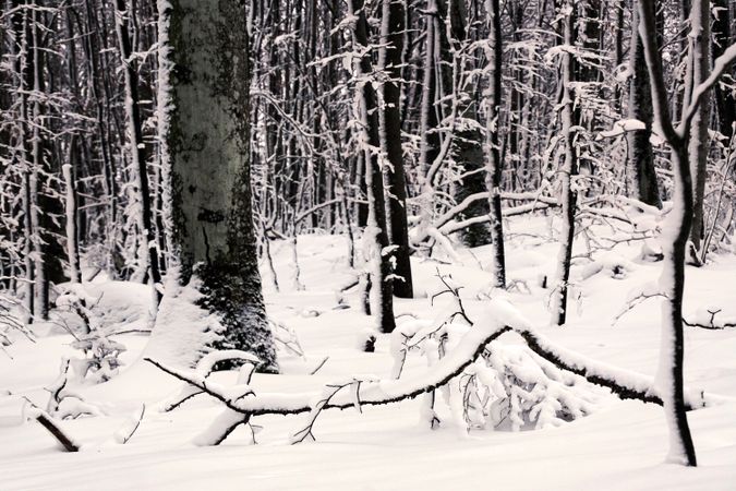 Winter forest with snowy trees