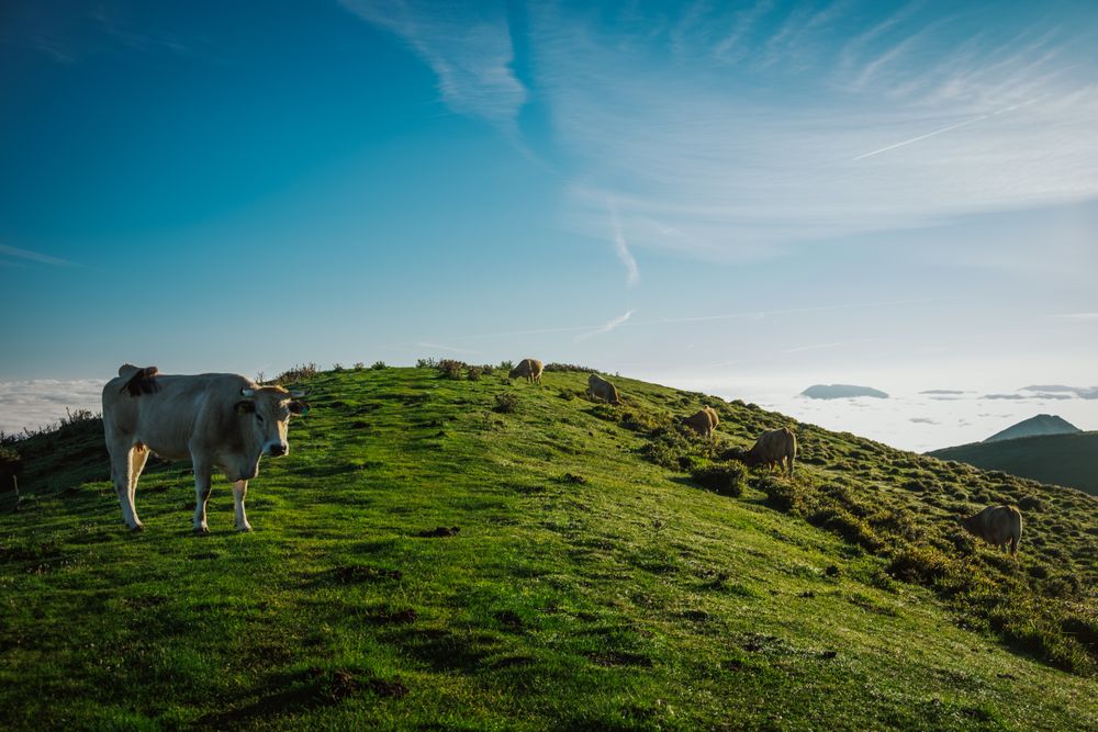 Cattle in pasture under clear blue sky