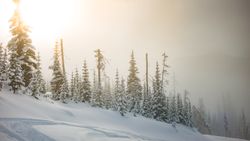 Fir trees in snow in sunny day