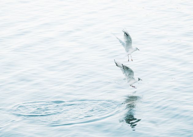 Seagulls hunting and flying over water
