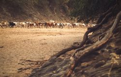 Herd of cows walking on dry sandy valley terrain in Omo Valley, Ethiopia