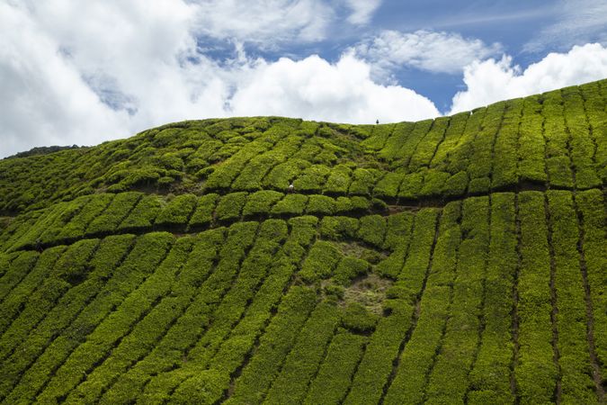 Tea crops, among the hills of Cameron Highlands in Tanah Rata, Malaysia