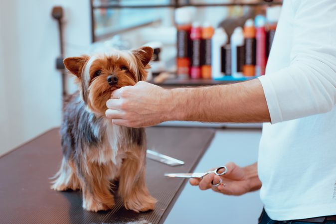 Crop groomer trimming fur of little dog