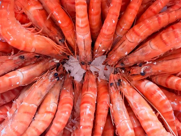 Fresh shrimp in ice at market