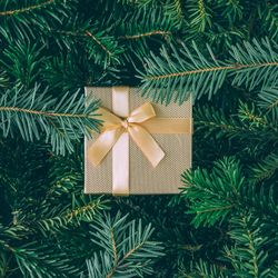 Christmas pine tree branches with brown present with ribbon