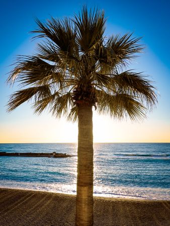 Palm tree hiding sunrise on Larvotto beach, Monaco