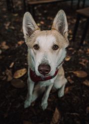 Adorable mixed breed dog lying on ground in street