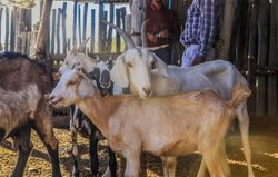 Domestic animals feeding on pasture