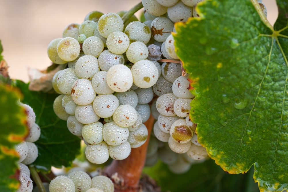 Vineyard with Lush, Ripe Wine Grapes on the Vine Ready for Harvest