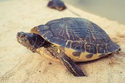 Turtle crawling on shore near water
