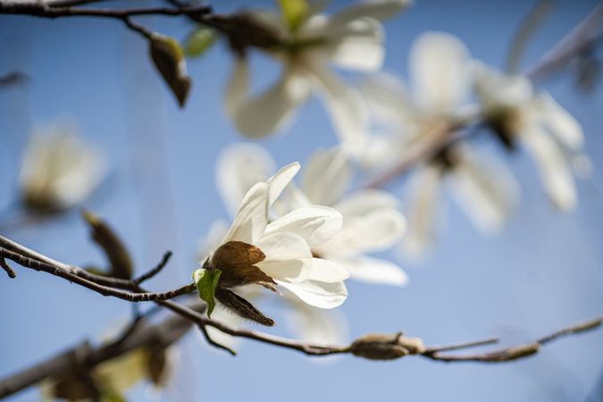 Blooming Anise Magnolia tree