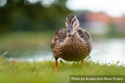 Brown duck on green grass near lake 4ZQZA5