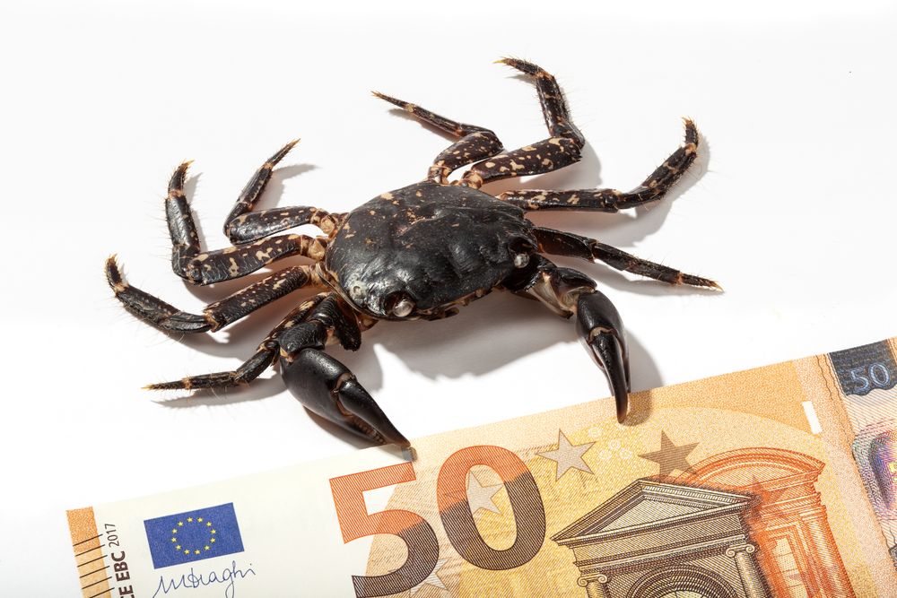 Brown crab and banknote 50 euros on table