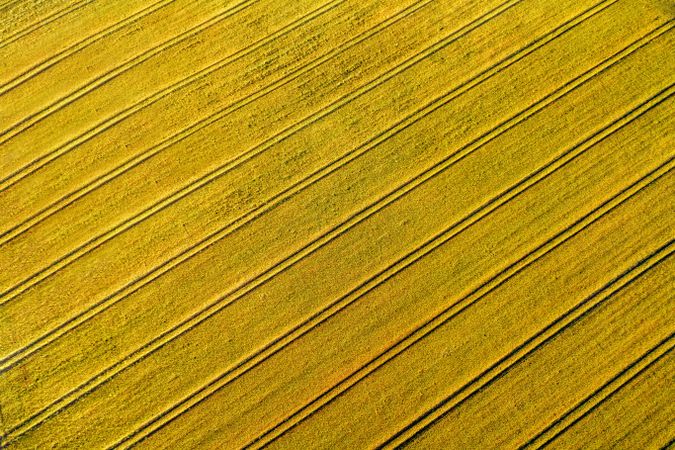 Drone aerial view with wheat field at sunrise
