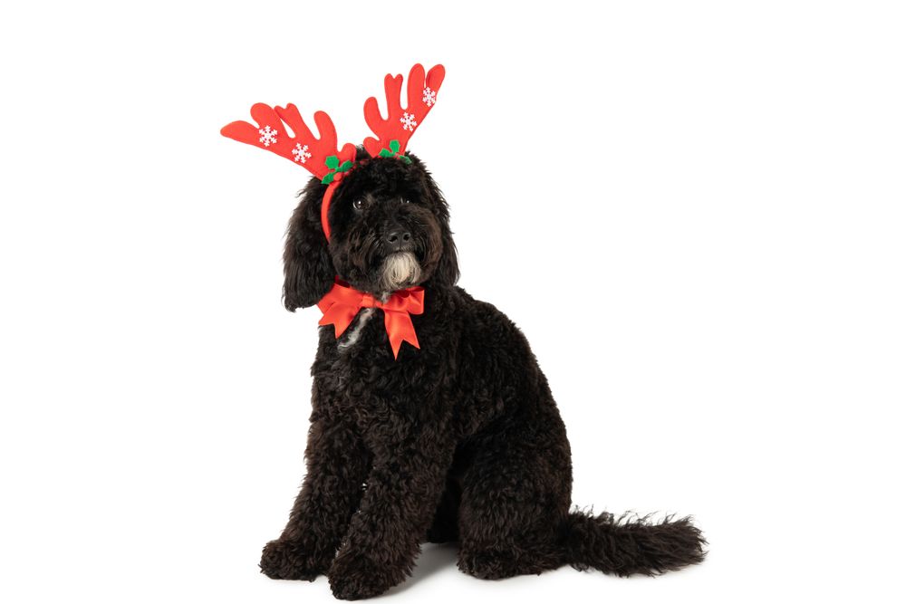 Concept of Merry Christmas, funny Christmas dog, isolated on light background