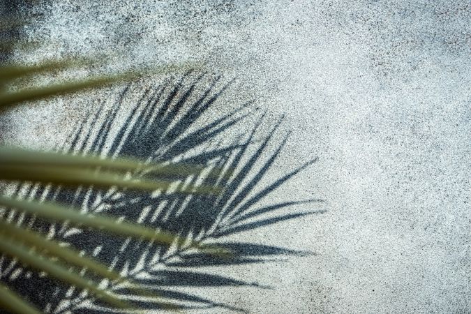 Palm leaf shadows on grey background