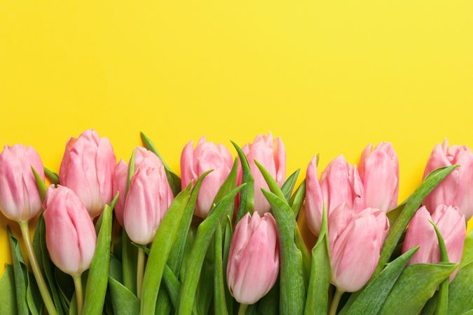 Pink tulips on yellow background, top view and space for text