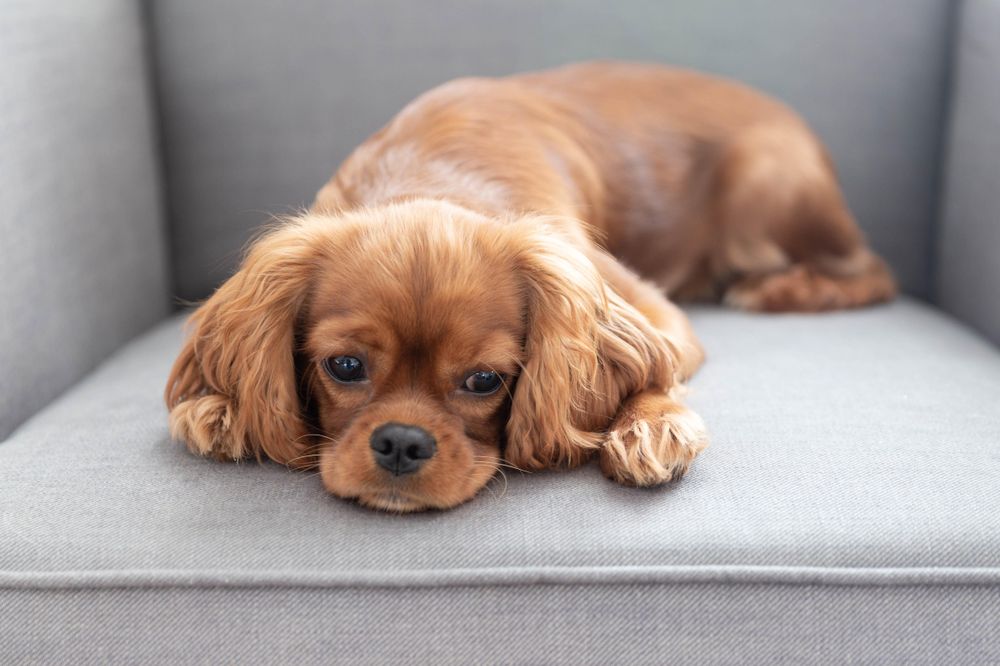 Cavalier spaniel resting lying down on a grey seat