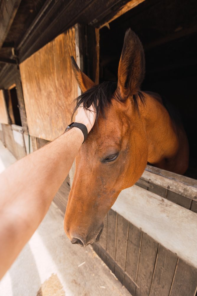 Person petting chestnut horse in wooden stable